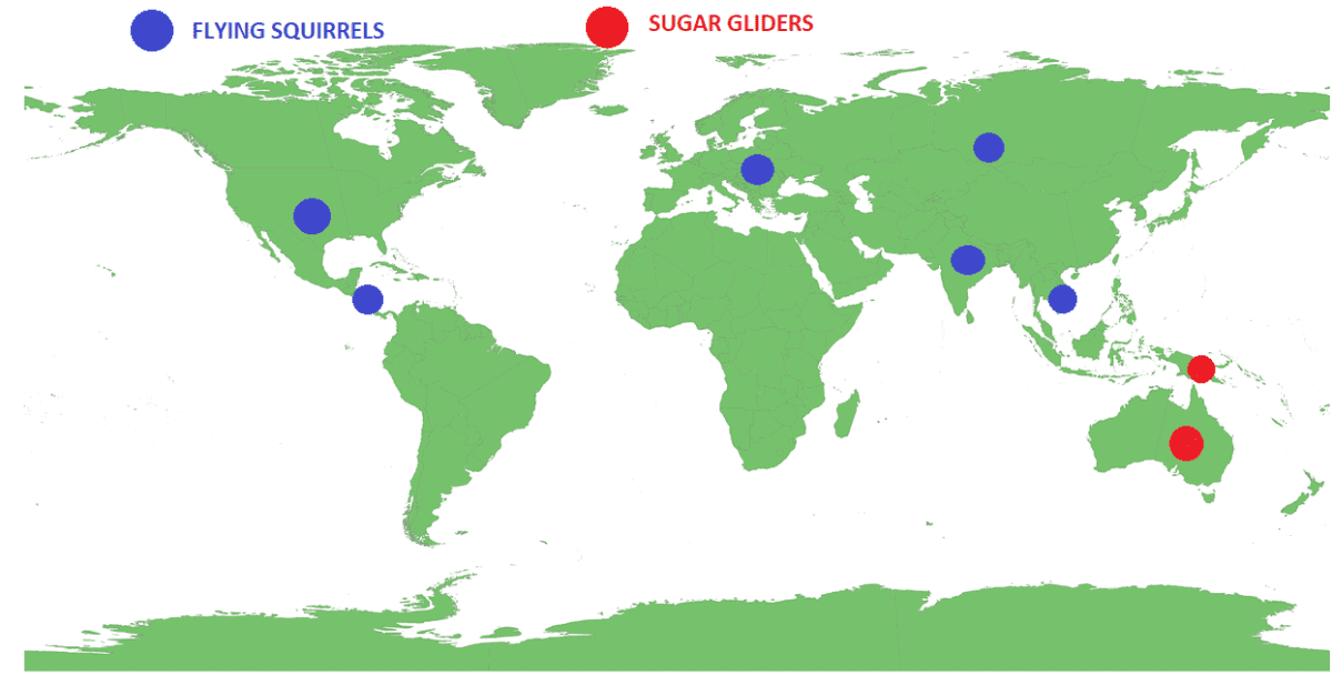 Sugar Glider VS Flying Squirrel Which One Makes The Best Pet? The