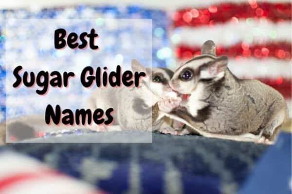 sugar glider names