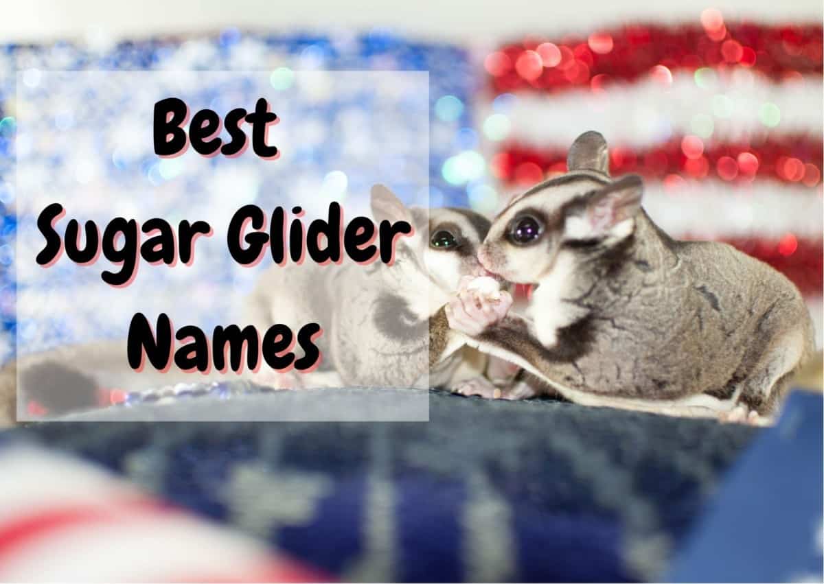 sugar glider names