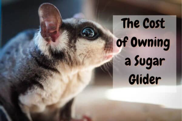 how much do sugar gliders cost