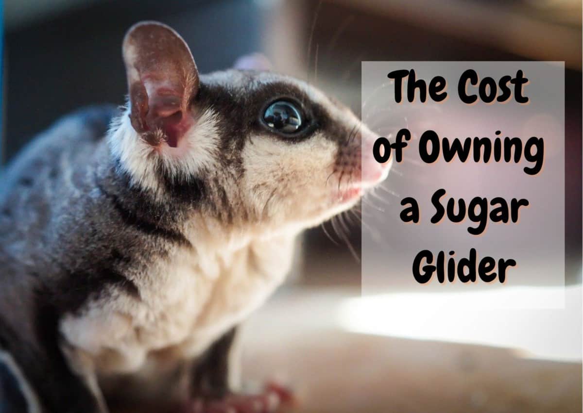 how much do sugar gliders cost