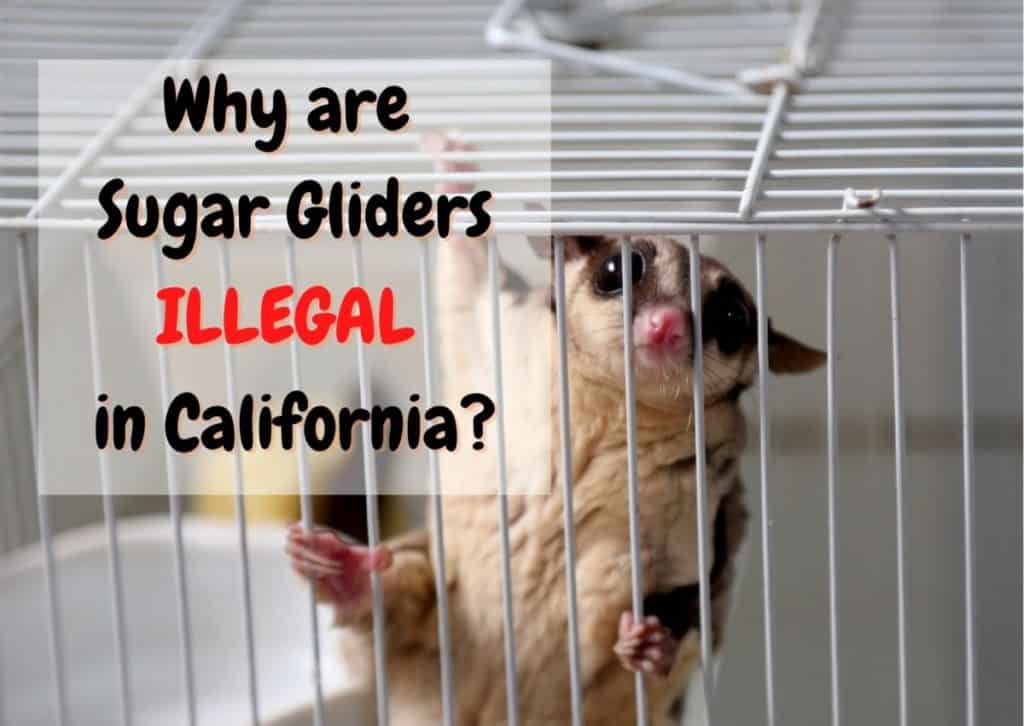 Why Are Sugar Gliders Still Illegal in California in 2023? The Pet Savvy