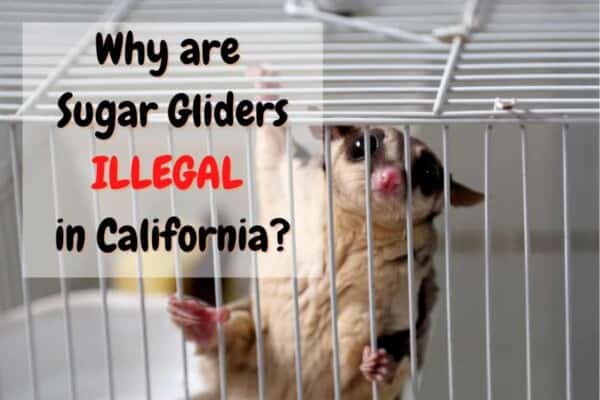 why are sugar gliders illegal in California