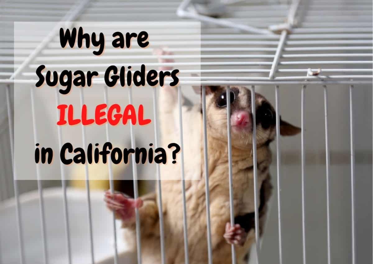 why are sugar gliders illegal in California