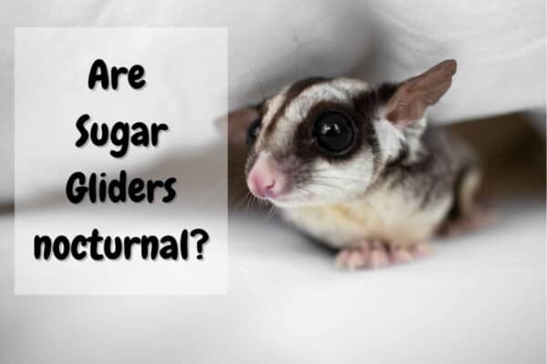 are sugar gliders nocturnal