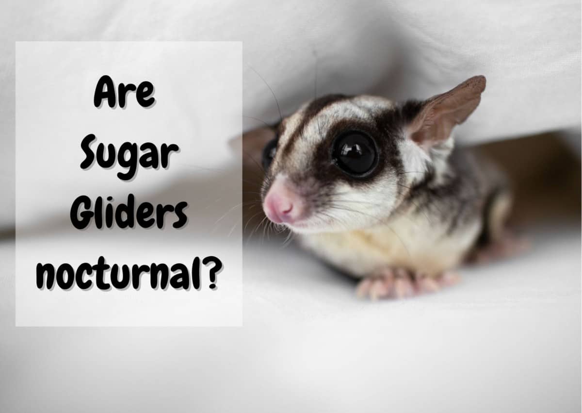 are sugar gliders nocturnal