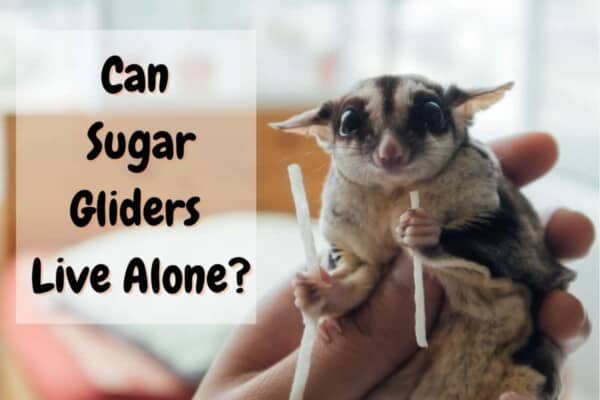 can a sugar glider live alone