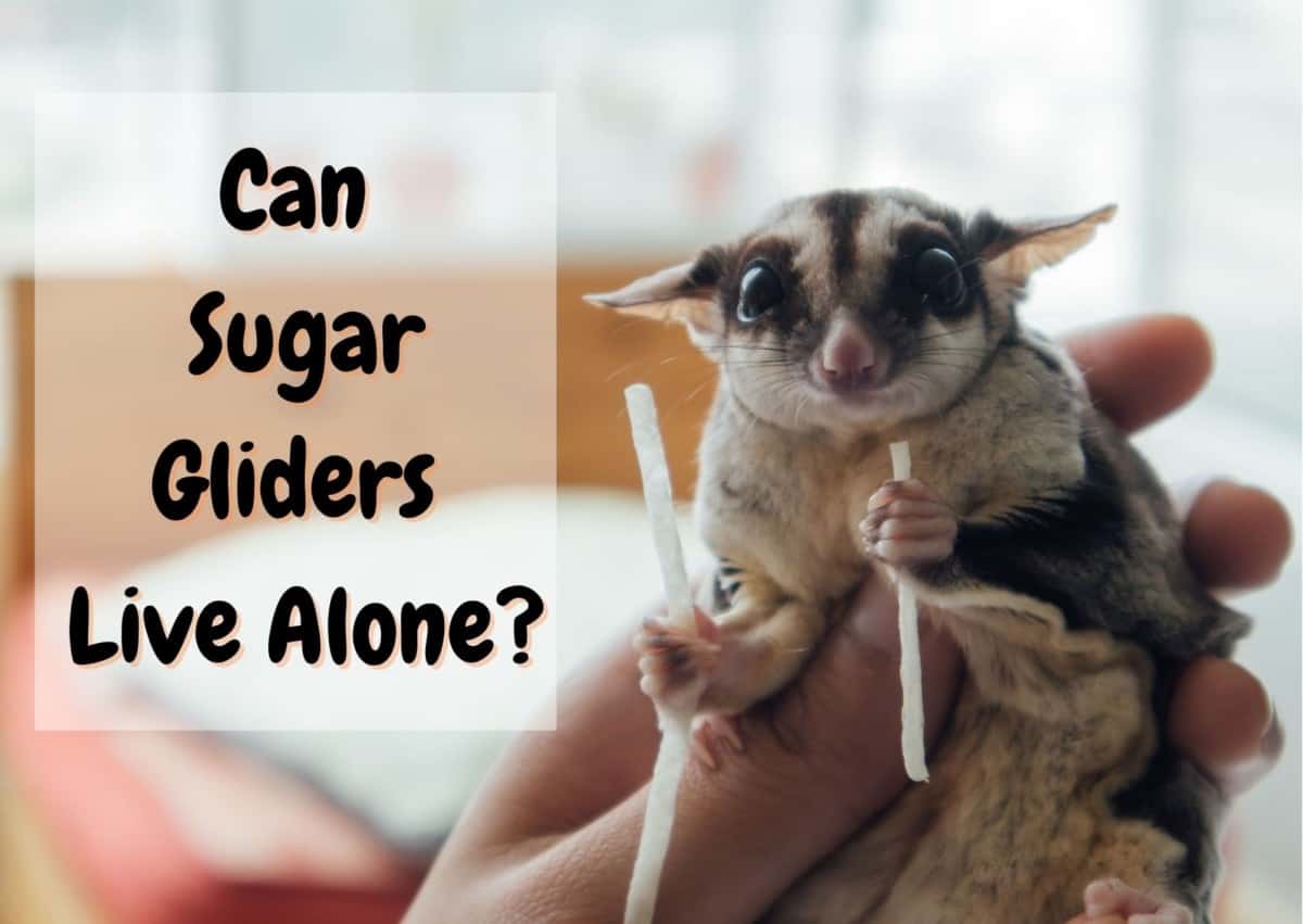 can a sugar glider live alone