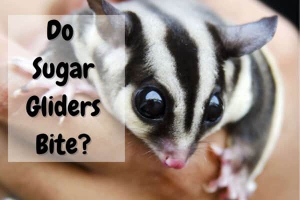 do sugar gliders bite