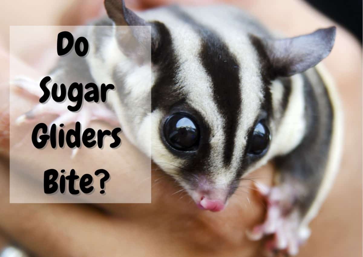 do sugar gliders bite