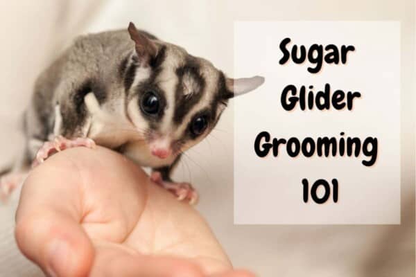 how to groom a sugar glider