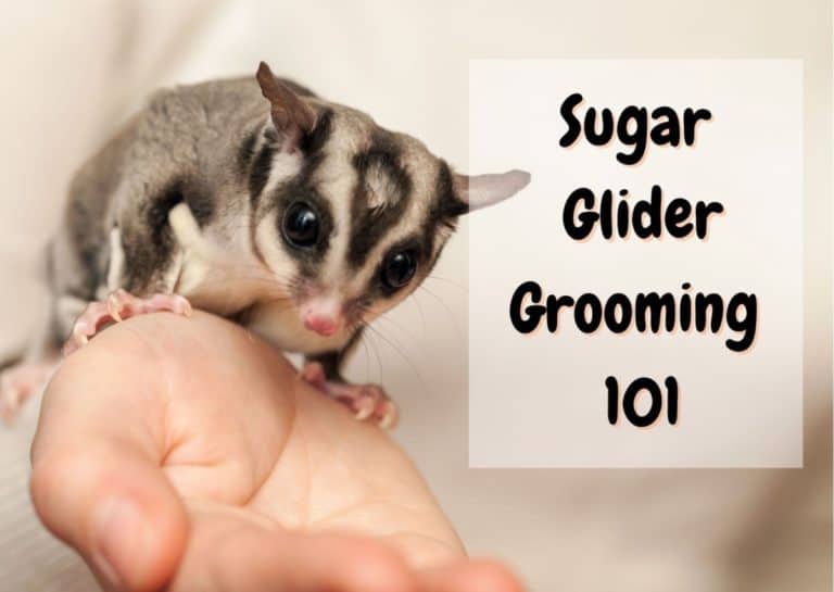 How to Groom a Sugar Glider The Pet Savvy