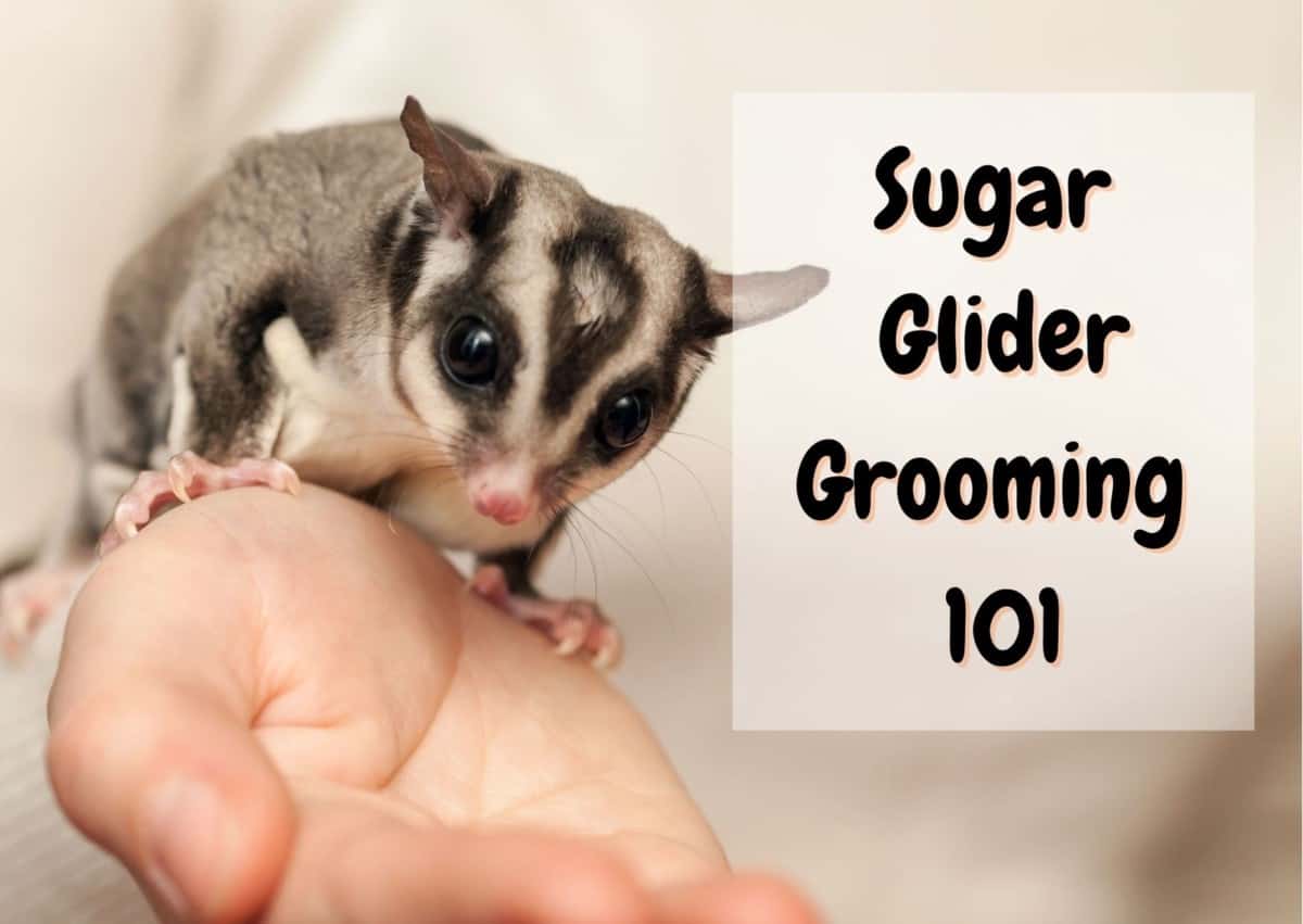 how to groom a sugar glider