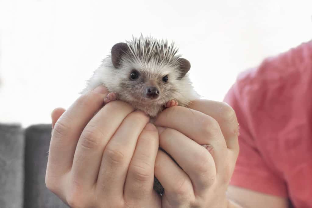 Man holding little pet African dwarf hedgehog on hand