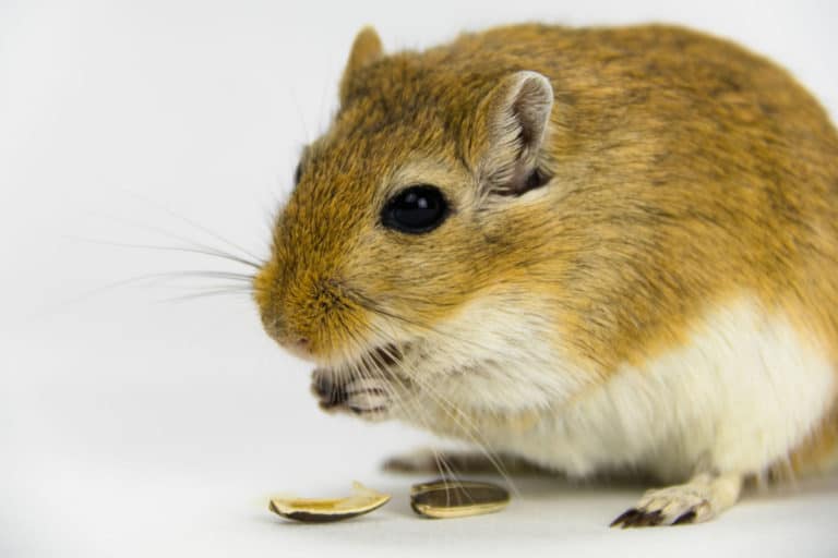 What Do Gerbils Eat? A Complete Guide