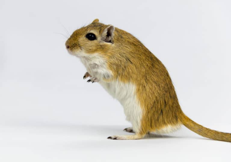 All Gerbil Colors And Patterns (With Pictures) The Pet Savvy
