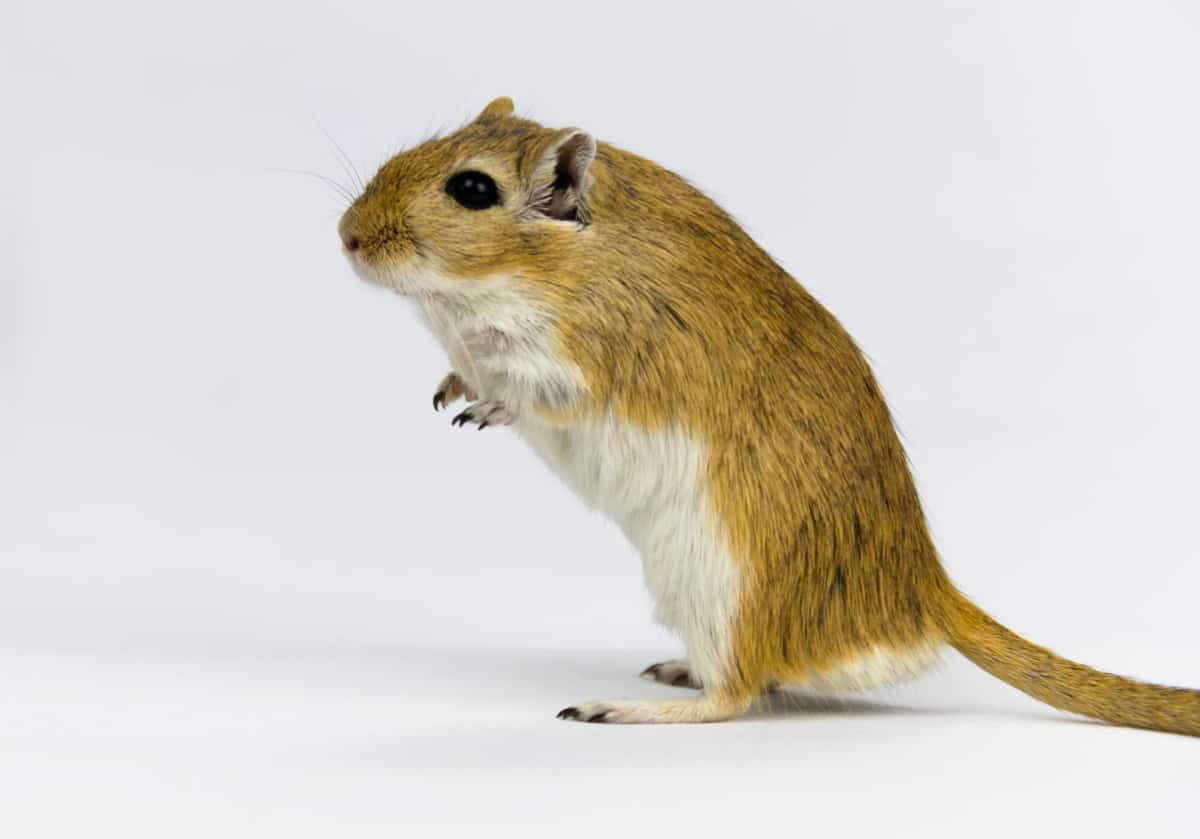 All Gerbil Colors And Patterns (With Pictures) - The Pet Savvy