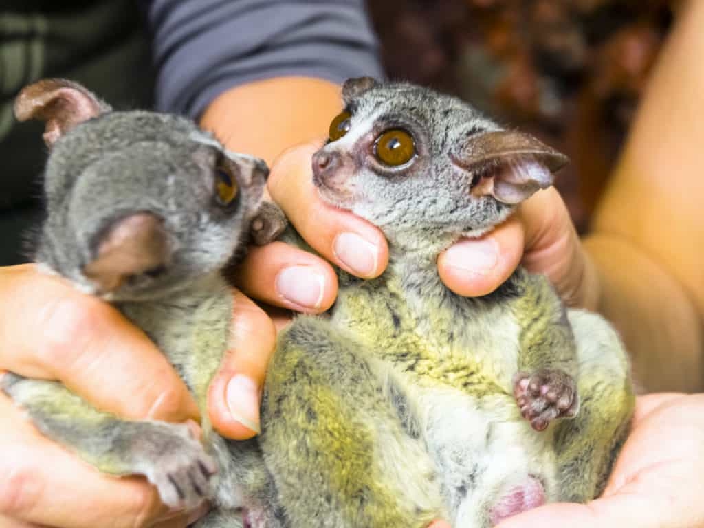 Senegal bushbaby in hand