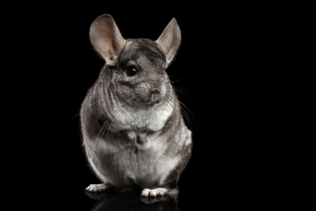 Chinchilla on Black background