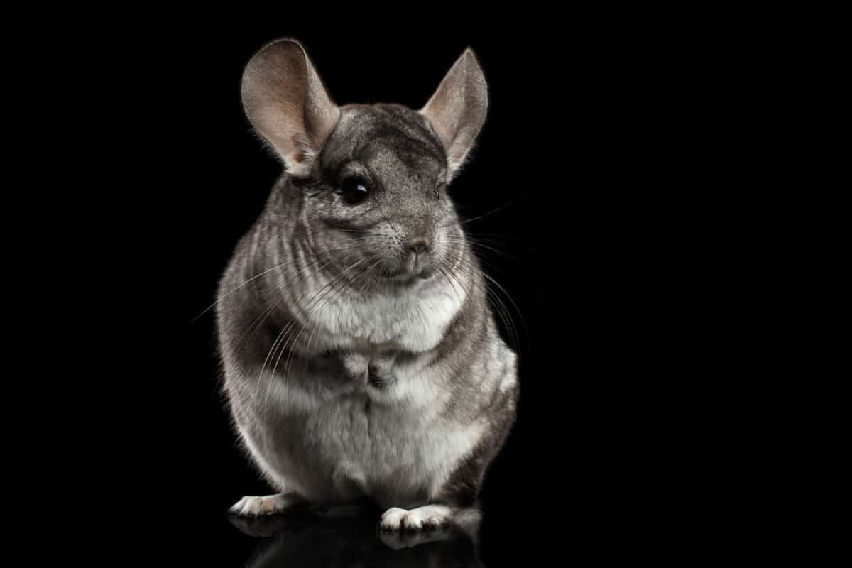 Chinchilla Grooming Tips Groom Your Chinchilla like a Pro The Pet Savvy