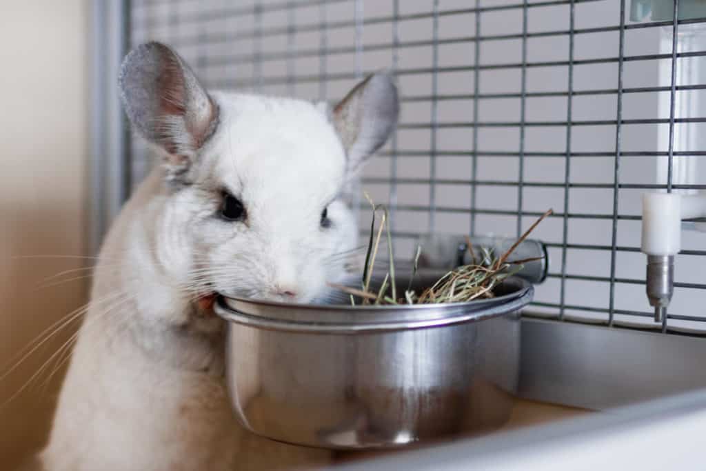 chinchilla eating hay from bowl