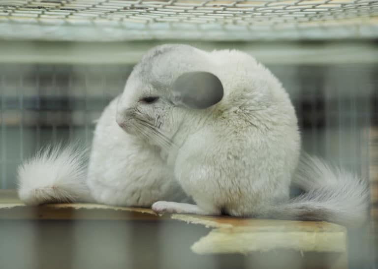 Are Chinchillas Nocturnal? Chinchilla Sleep Explained The Pet Savvy