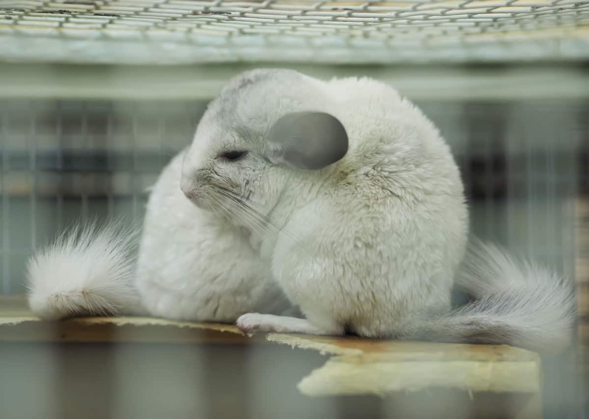 Are Chinchillas Nocturnal? Chinchilla Sleep Patterns Explained