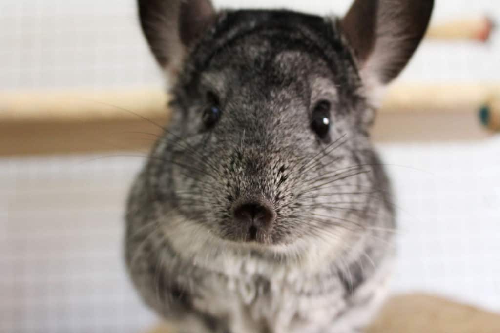 very cute chinchilla pet rodent cage at home
