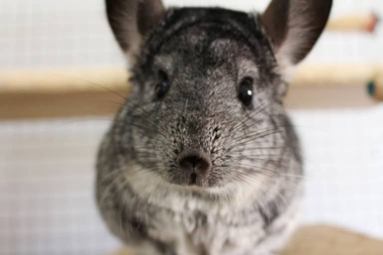 Chinchilla Grooming Tips How to Groom a Chinchilla like a Pro