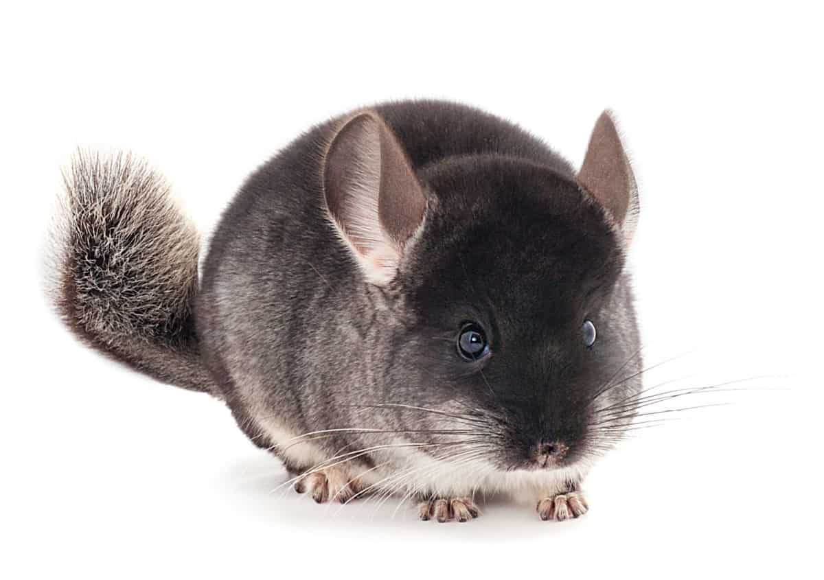 28 Chinchilla Behaviors & Sounds (and What They Mean) - The Pet Savvy