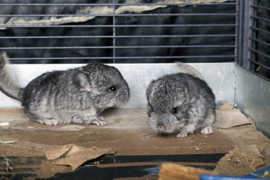 Baby pet Chinchillas in cage