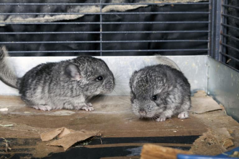 How Much do Chinchillas Cost? A Complete Guide [2021]