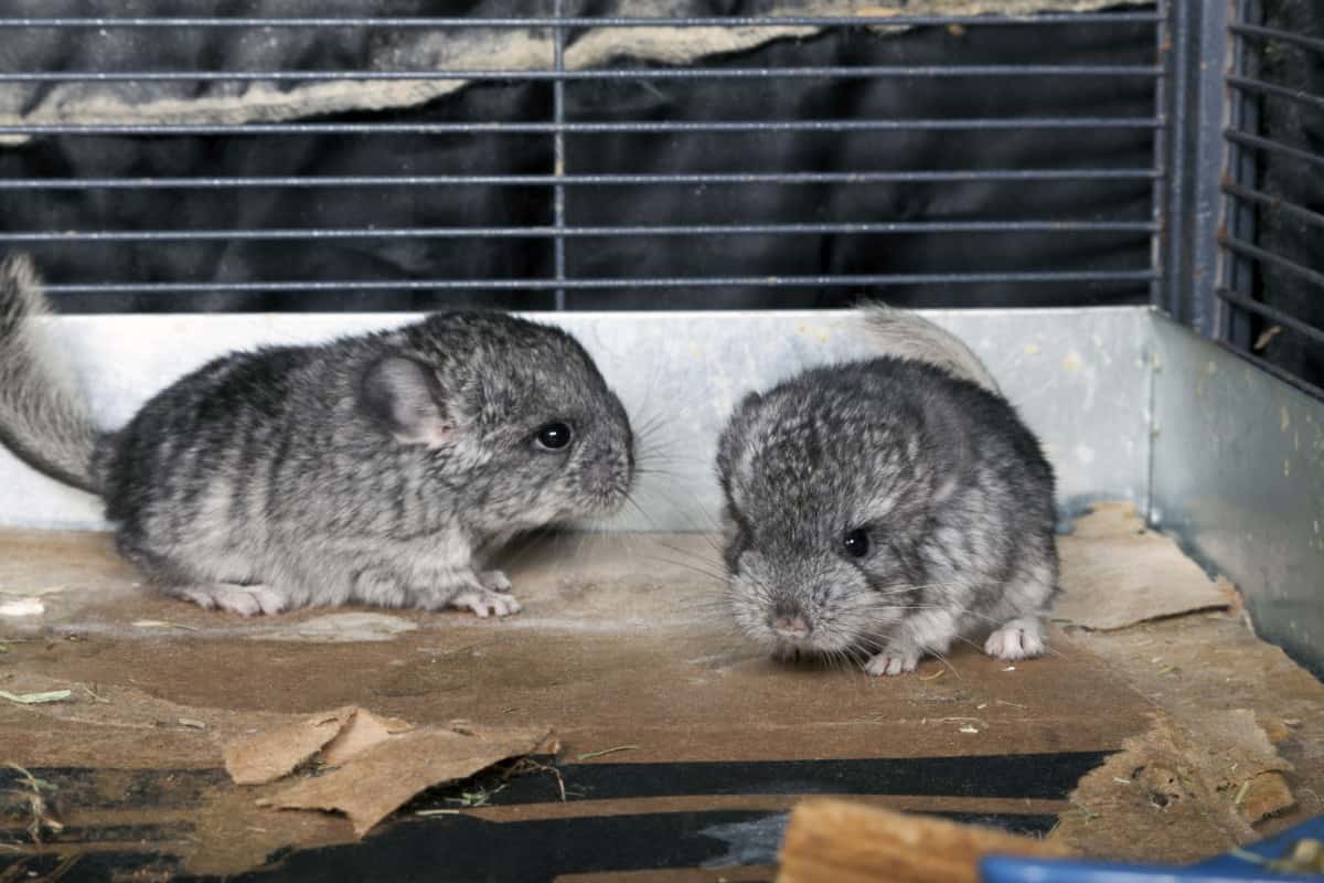 How Much Do Chinchillas Cost? (2023 Update) The Pet Savvy