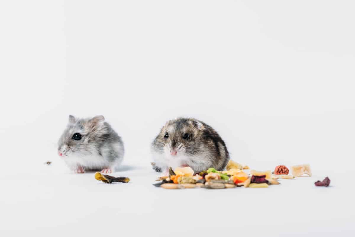 What Do Hamsters Eat? Best Hamster Diet The Pet Savvy