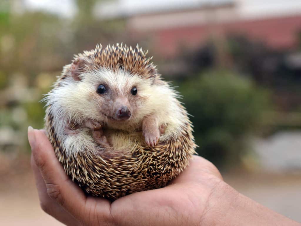 Hedgehog balled up held in hand