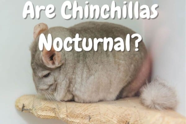 Are chinchillas nocturnal