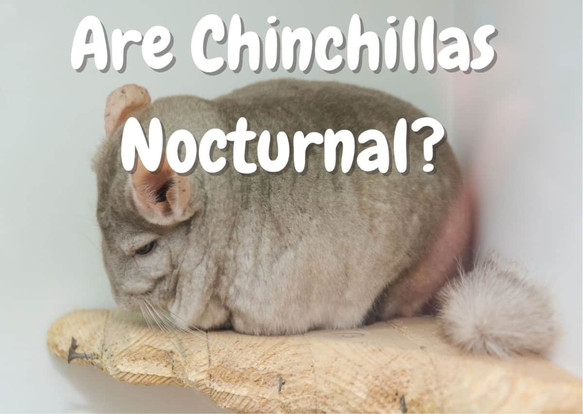 Are chinchillas nocturnal