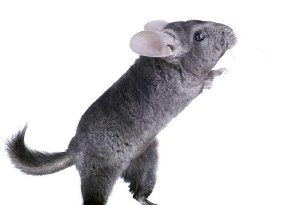 gray ebonite chinchilla on white background