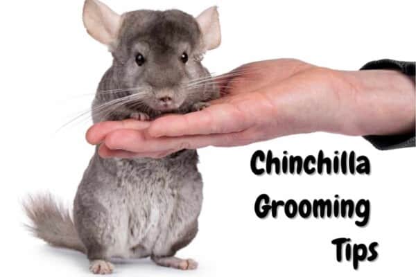 how to groom a chinchilla