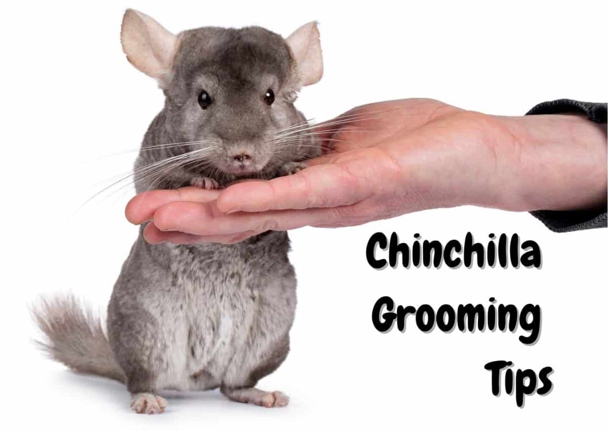 how to groom a chinchilla