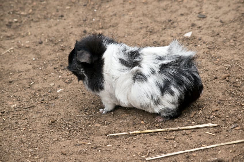 Magpie Guinea Pig