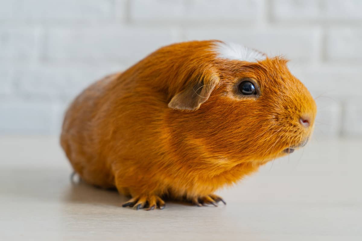 Guinea Pig Breeds, Colors and Patterns (With Pictures) The Pet Savvy