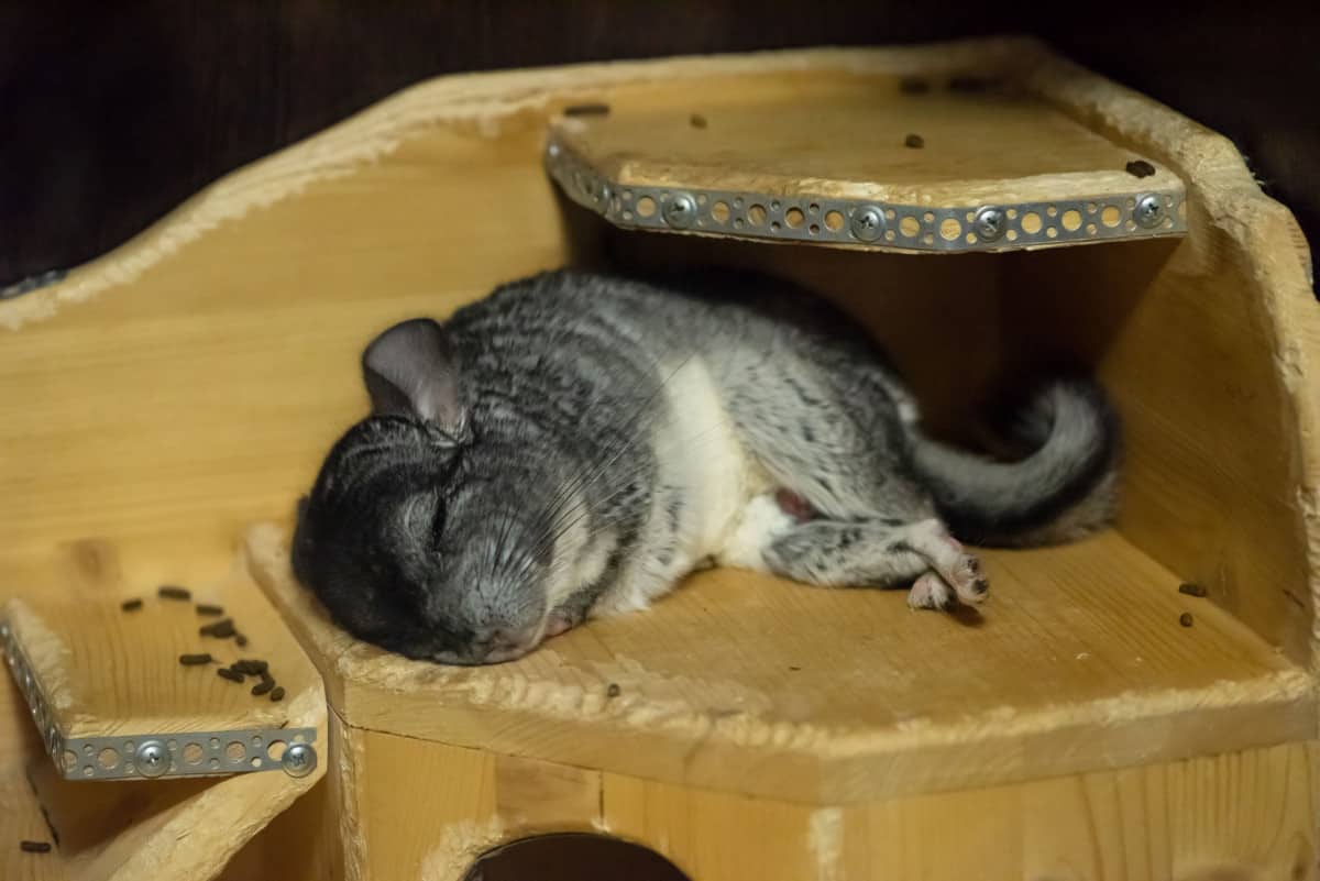 are chinchillas nocturnal