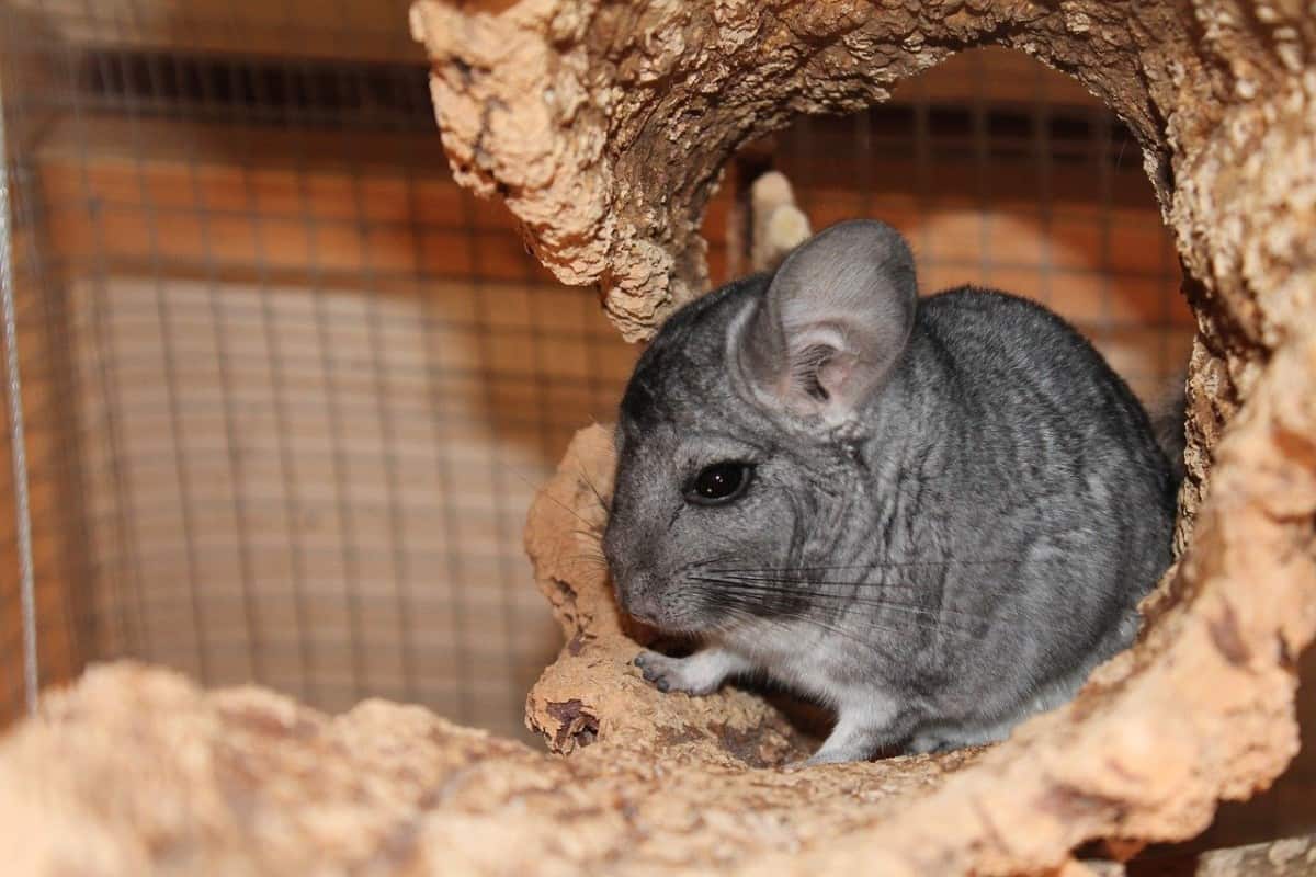 28 Chinchilla Behaviors & Sounds (and What They Mean) The Pet Savvy