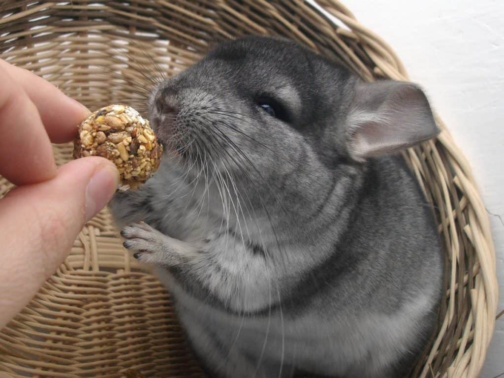 chinchilla eats treat