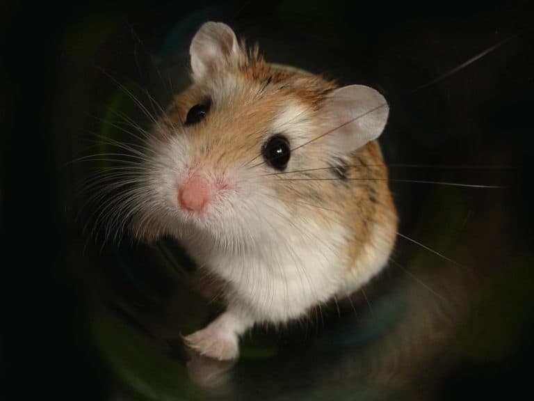 How Much do Hamsters Cost? [2021 Guide]