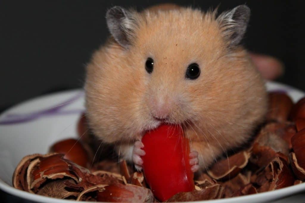 hamster eating strawberry