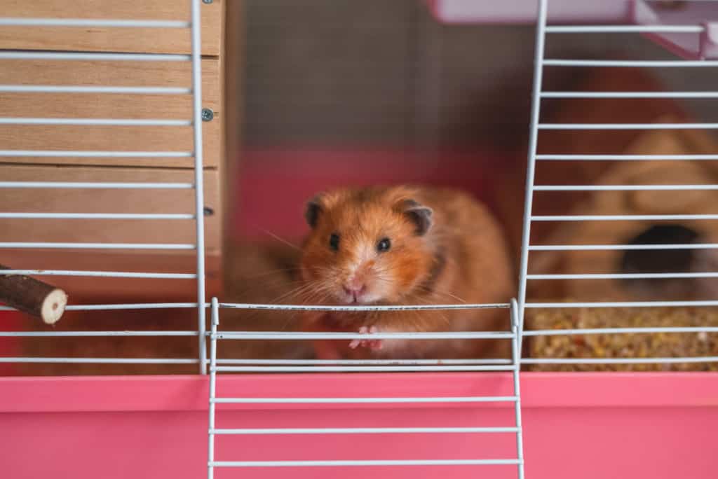 hamster inside cage