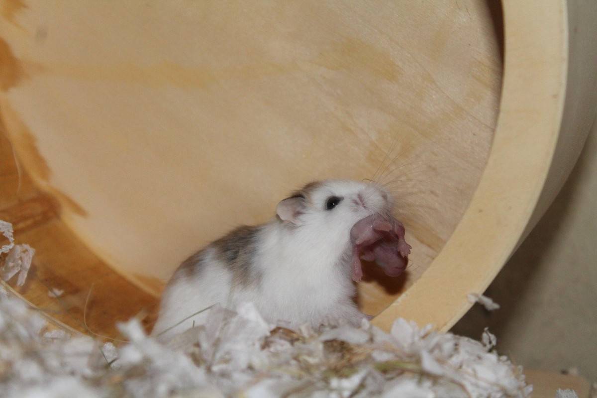 Should I Leave A Light On For My Hamster Anthony Conway blog
