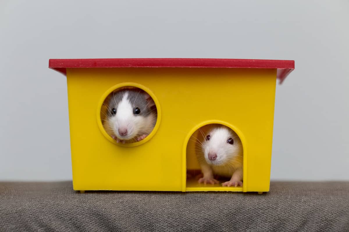 Rat Cage Setup 5 Tips For Happy & Healthy Rats The Pet Savvy